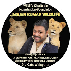 JAGUAR KUMAR WILDLIFE 