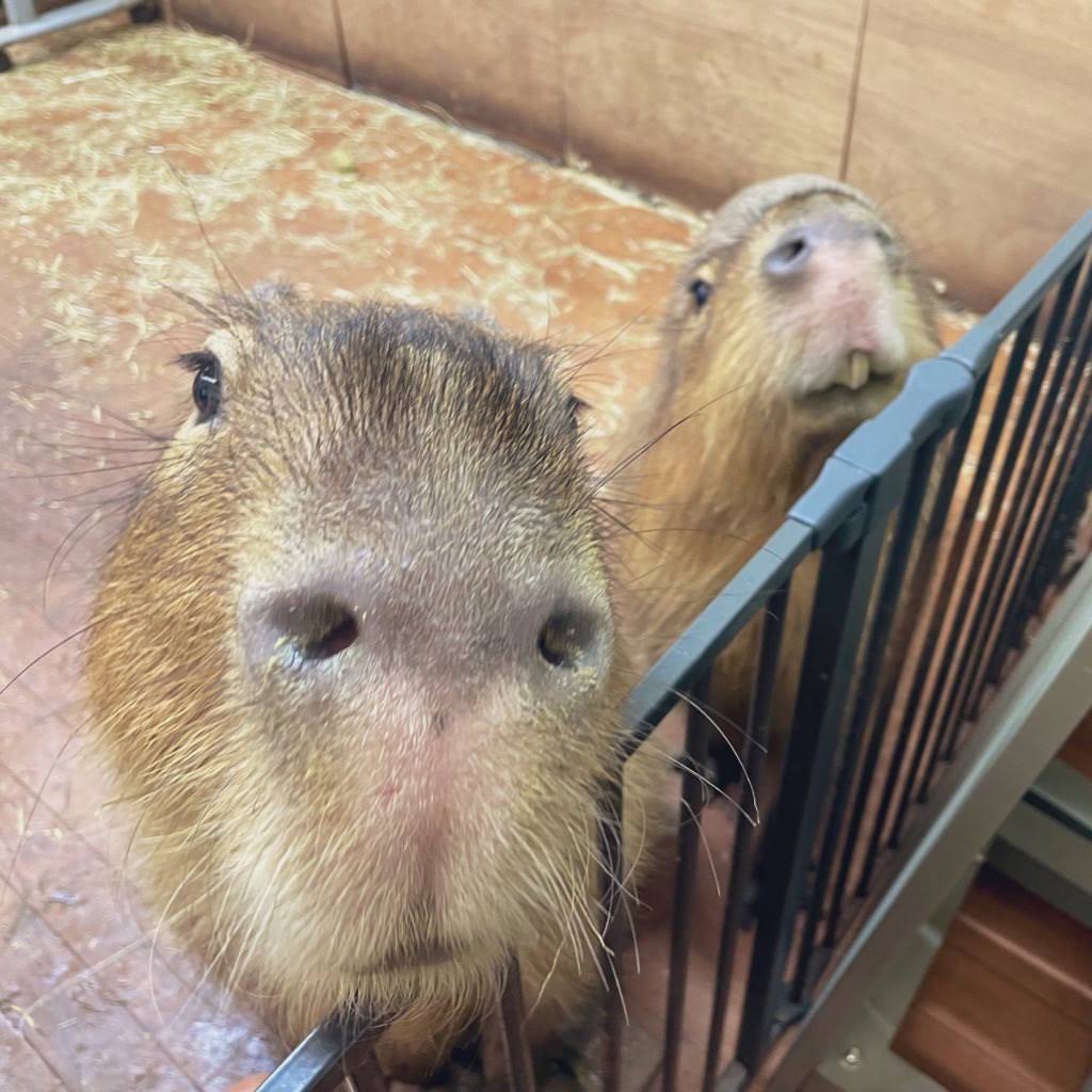 Post from CAPYBARA LAND (Capybara Cafe & Petting Zoo) カピバランド