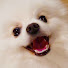 vSIi9BwlQV4-channel-avatar-Yue Pom