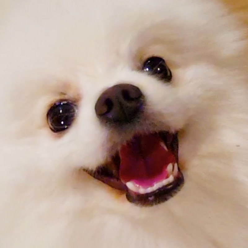 Yue Pom