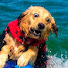 2iPlXlpNJAs-channel-avatar-Life With Dogs