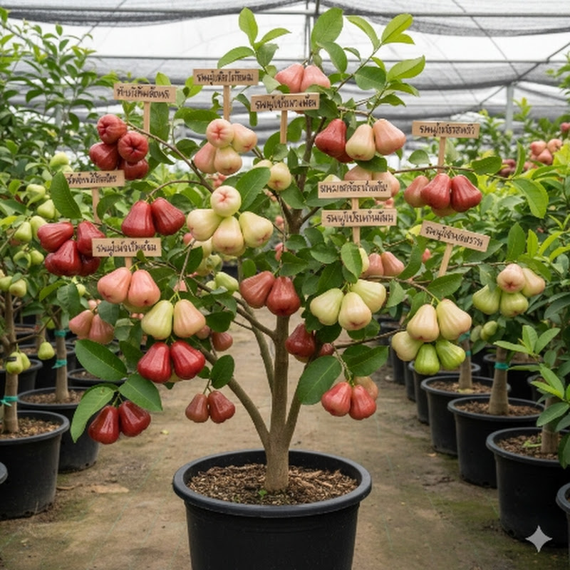 ชมพู่แฟนซี เศรษฐีทำสวน