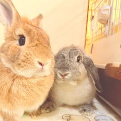 【うさパラ🐰cafe 】YouTube支店の画像