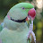 Indian Ringneck