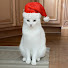 IR1jyr6qwlk-channel-avatar-cat_scratch76