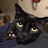 @HailKingBosco Avatar
