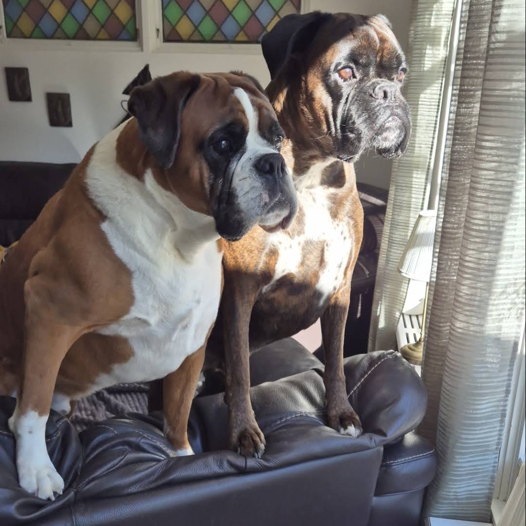 Post from BoxerRex