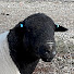 VzvylKgAauE-channel-avatar-Dell African Dumisa Studs