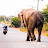 @ElephantSoul