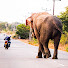 KktEFV1Ti6E-channel-avatar-Elephant soul