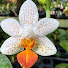 wAUCSU3AbiY-channel-avatar-Patio bloom