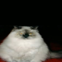 ShortCat