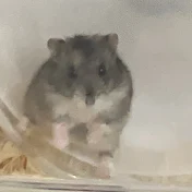 うちのハムstar