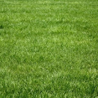 Profile Picture of Grass