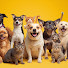 DeauiXJrbbo-channel-avatar-SIP FUNNY VIDEOS