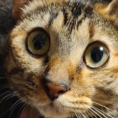 ウォルターチャンネル