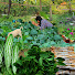 Xon7pKL-_2k-channel-avatar-Tinn Gardening