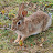 Benutzerbild von kaninchenliebhaber