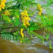 Hóng Biến Miền Tây 