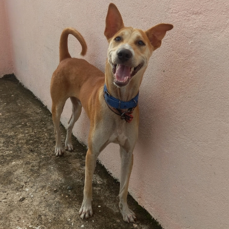 Street Dog Max and Rocky