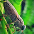 9o4bkRrbrKE-channel-avatar-Insects