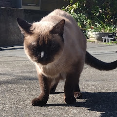 猫大好きマン(笑)