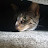 @myCat.the.duck-123