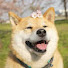 RJGtRTVf6xw-channel-avatar-pawsflare