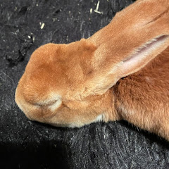 もちこな