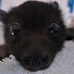 mRcyRCuMqTM-channel-avatar-Miracle Bat