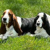Gonzo & Luigi Basset Hound Real Dog Brothers