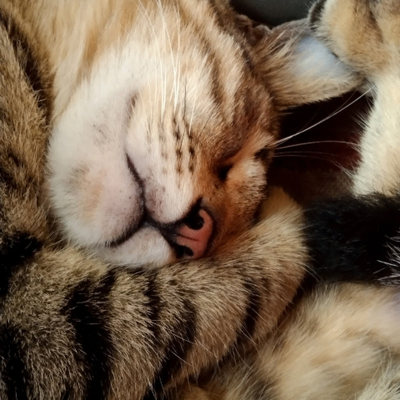 Hire Meow Diaries — Pets & Animals YouTube creator for sponsorships