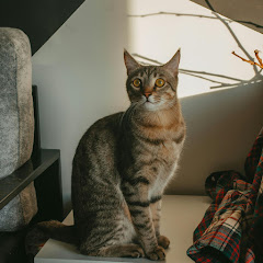 猫のウブの物語