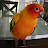 @JollyTheConure