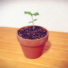 10点なのね。