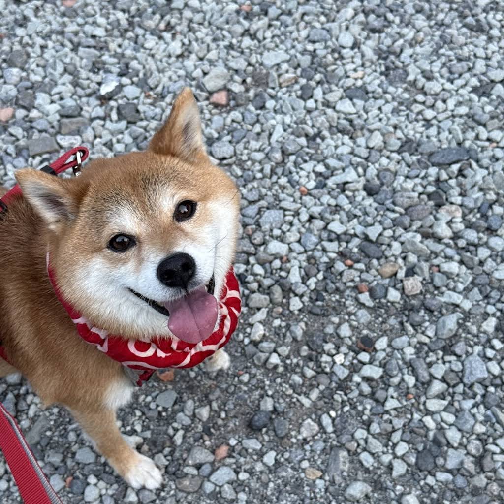 Shiba Inu Fuku & Tom - YouTube