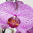 orchidlady14