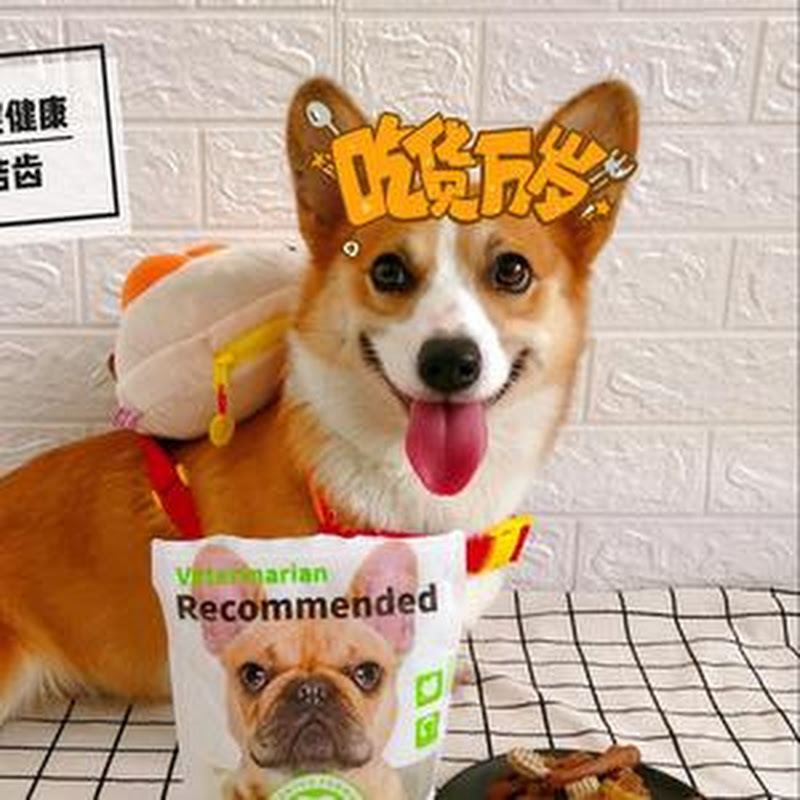 Super Cute Milk Tea Dog