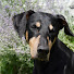 uq-gj4X4vl4-channel-avatar-Natalie W - Downton Dogs