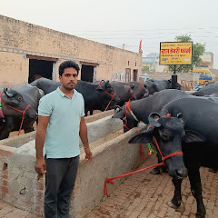 Yogesh Dairy Farm avatar