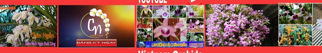 Vietnam Orchid Avatar canale YouTube 