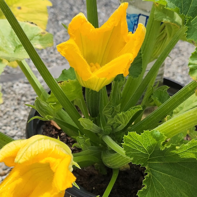 Plant And Reap