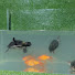 _deqLQkzKTY-channel-avatar-Fish Show