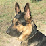 DbDRIv71q8I-channel-avatar-Casey - retirees with the German Shepherd