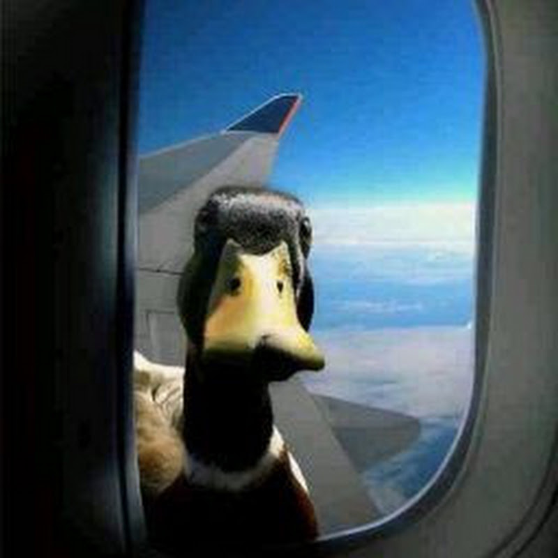 DuckDeez