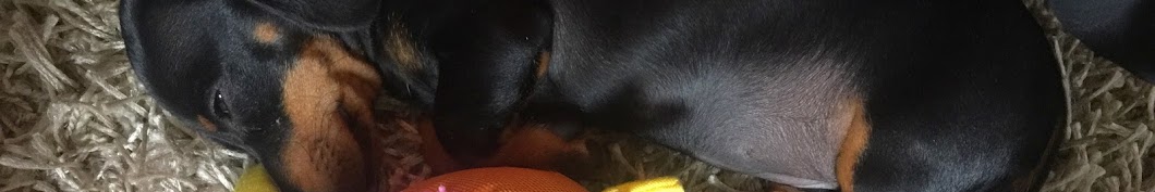 Roxy the Sausage Dog Dachshund YouTube 频道头像