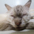 JI8xlJETrH8-channel-avatar-miawmiawCat