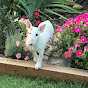 Marshmallow the Bull Terrier logo