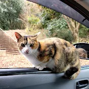 野良猫たちのビオトープ