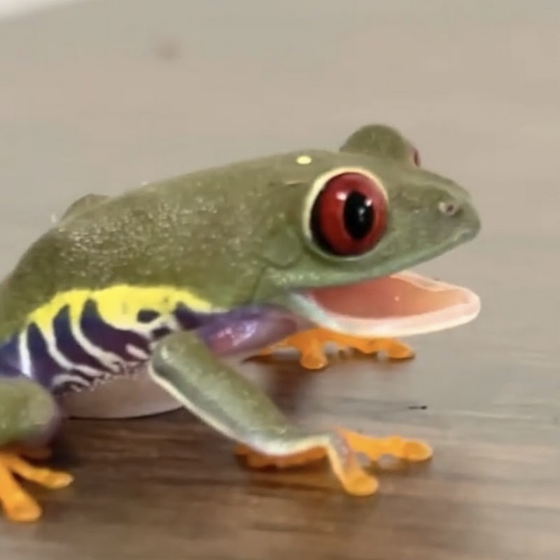 Mr. Frog